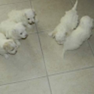 Meet your Posher, Ydarmy